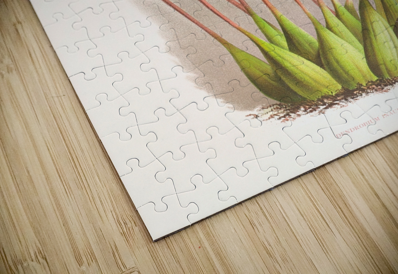 Dendrobium Inauditum IStockHistory com Puzzle