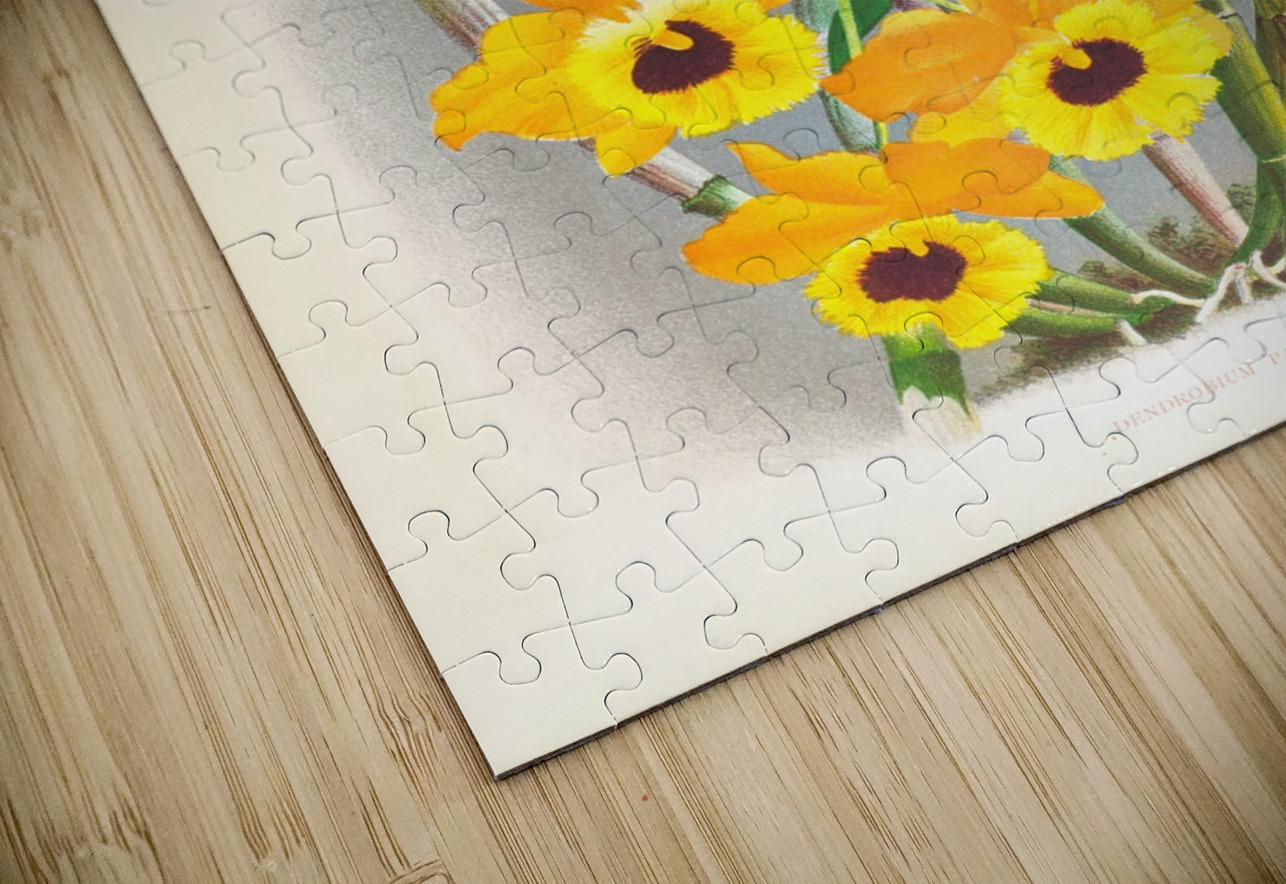 Dendrobium paxtoni IStockHistory com Puzzle