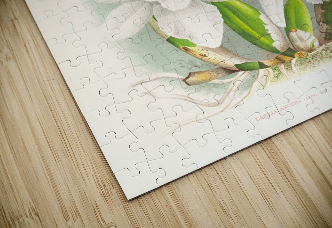 Laelia anceps var hyeana IStockHistory com Puzzle