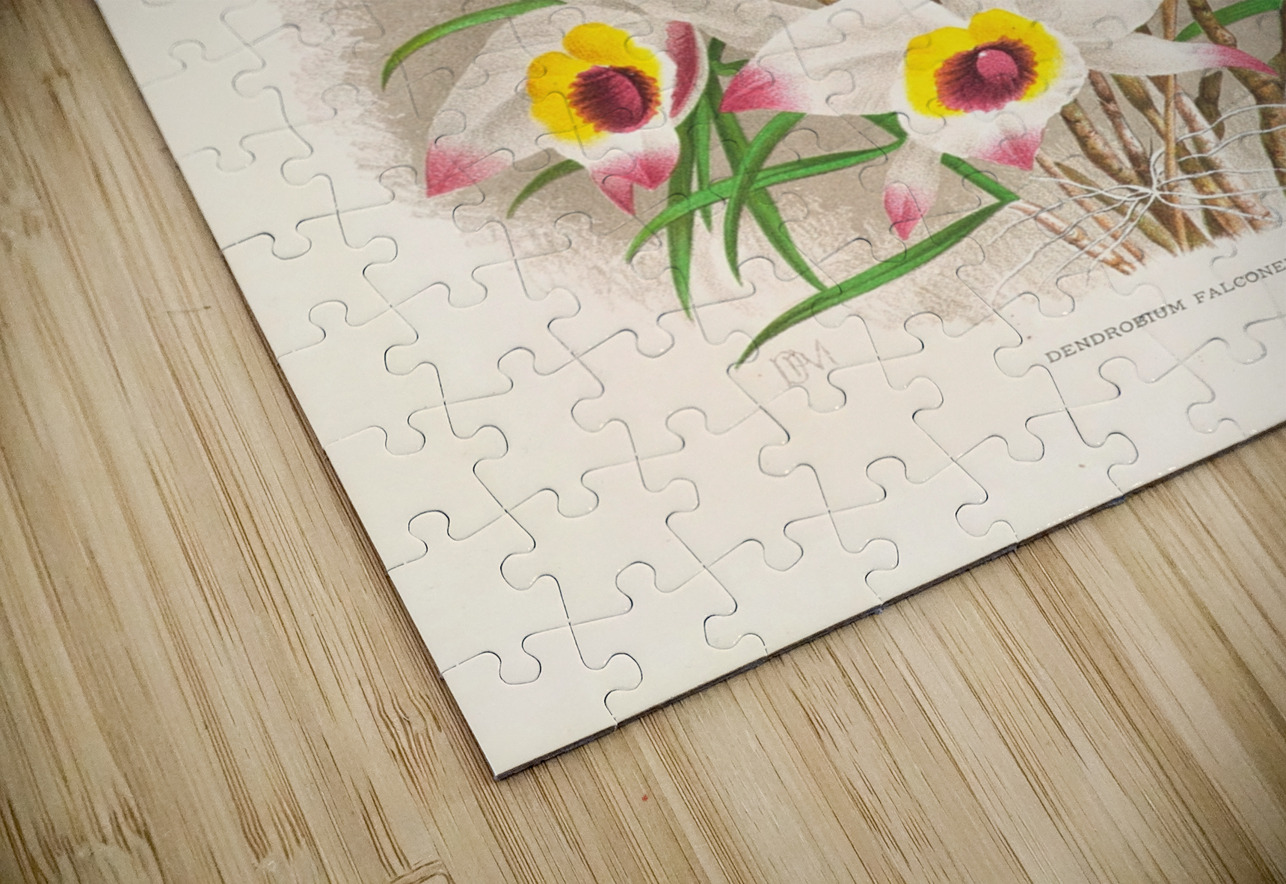 Dendrobium Falconeri IStockHistory com Puzzle