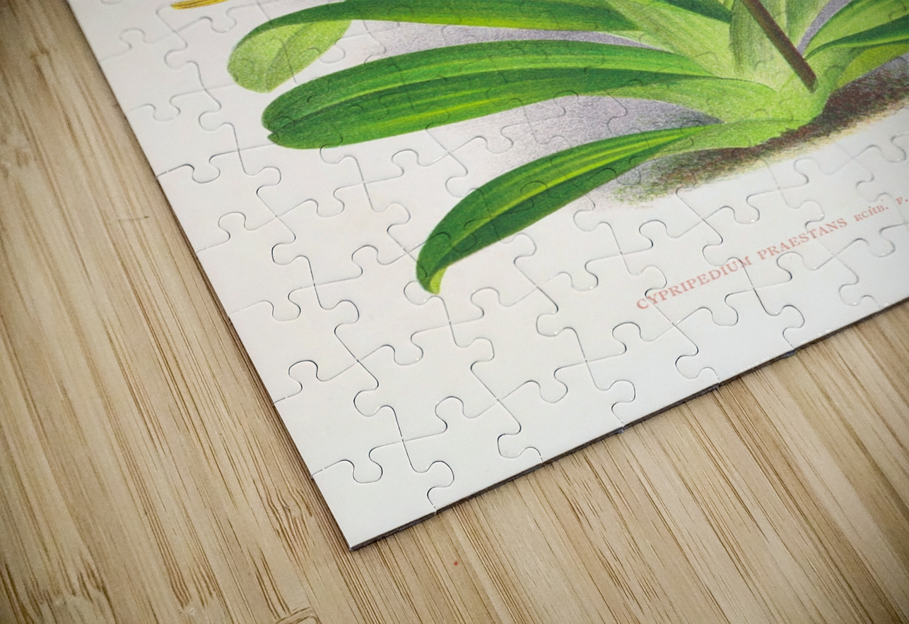 Cypripedium praestans var kimballianum IStockHistory com Puzzle