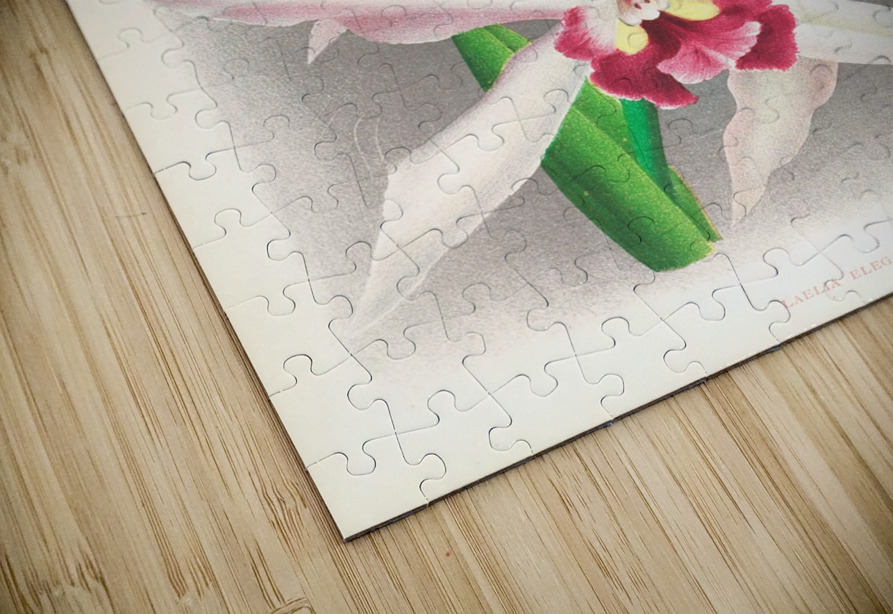 Laelia elegans  IStockHistory com Puzzle