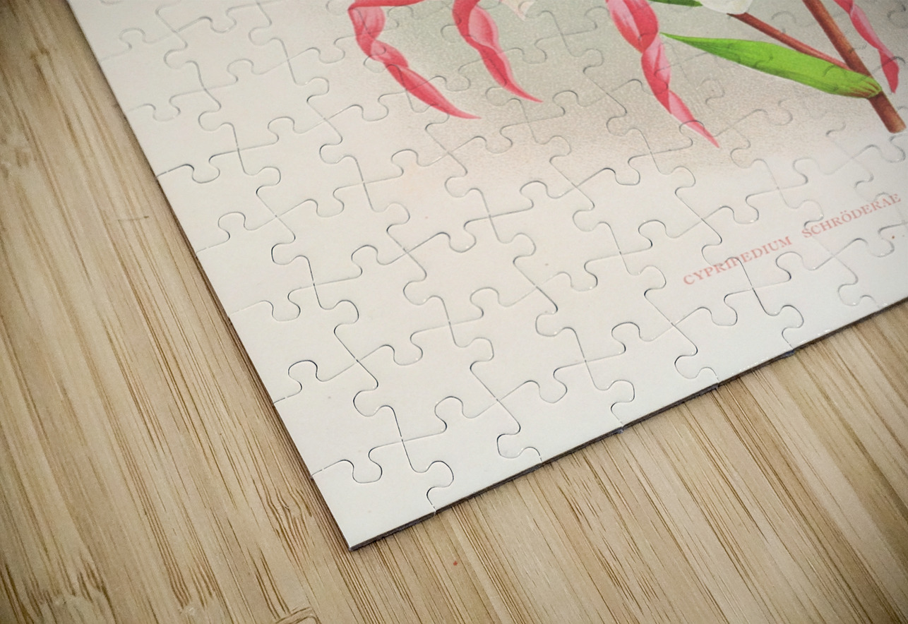 Cypripedium schroderae var splendens IStockHistory com Puzzle