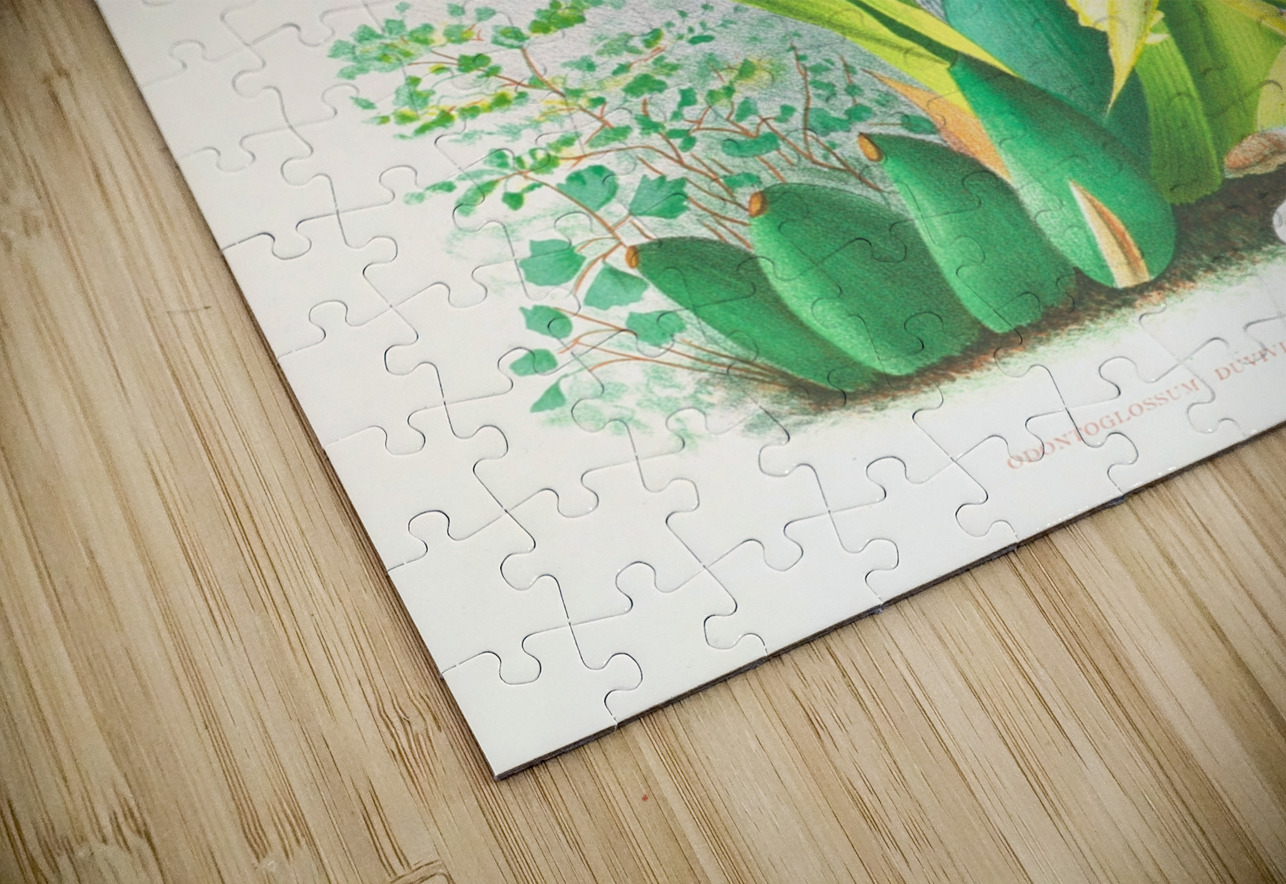 Odontoglossum duvivierianum IStockHistory com Puzzle