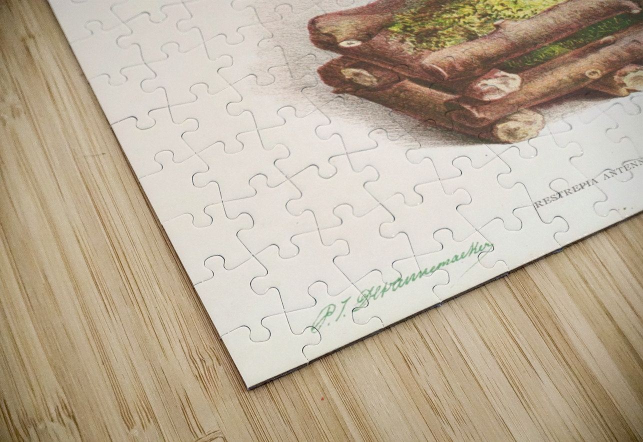 Restrepia antennifera IStockHistory com Puzzle