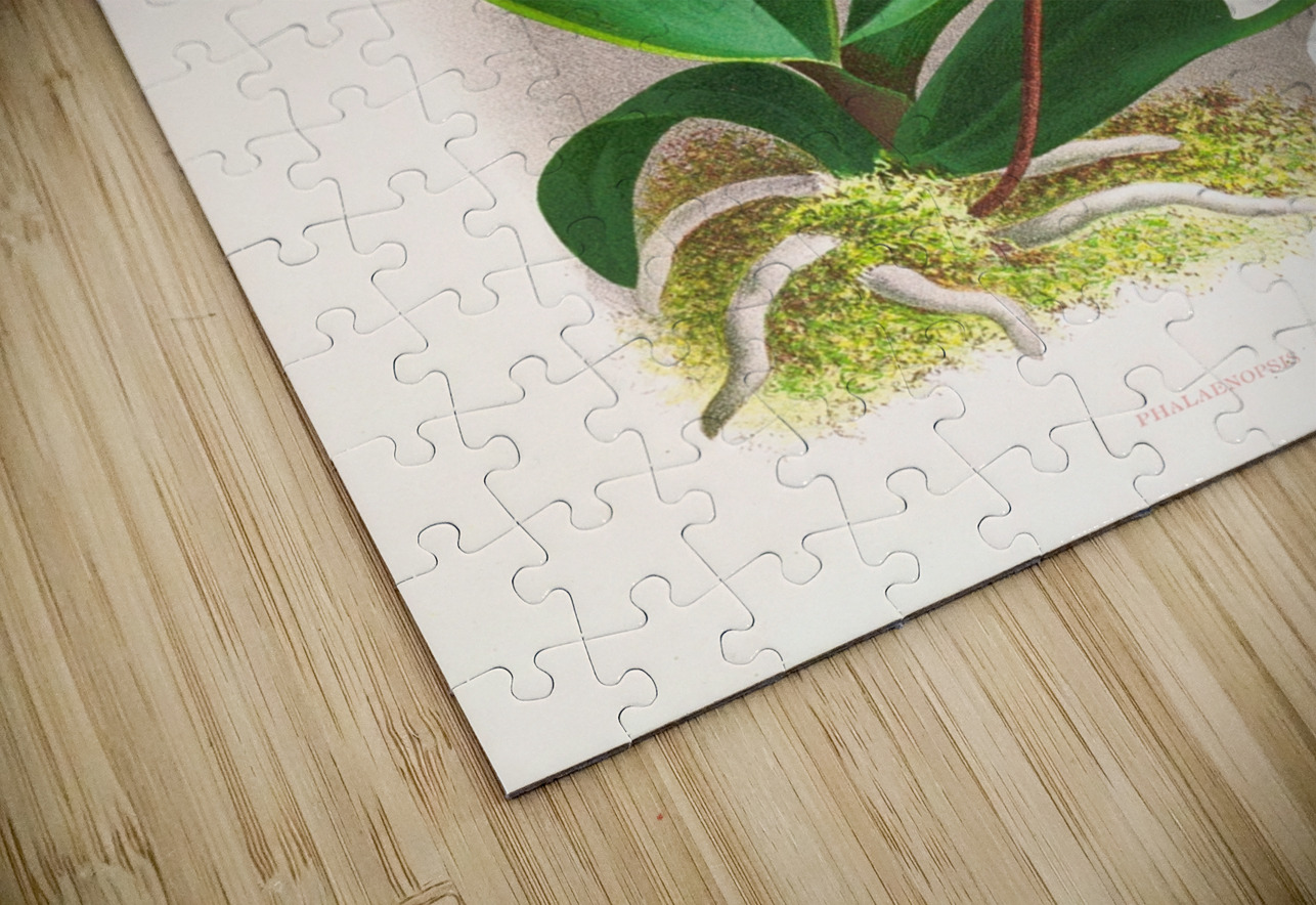 Phalaenopsis amabilis IStockHistory com Puzzle