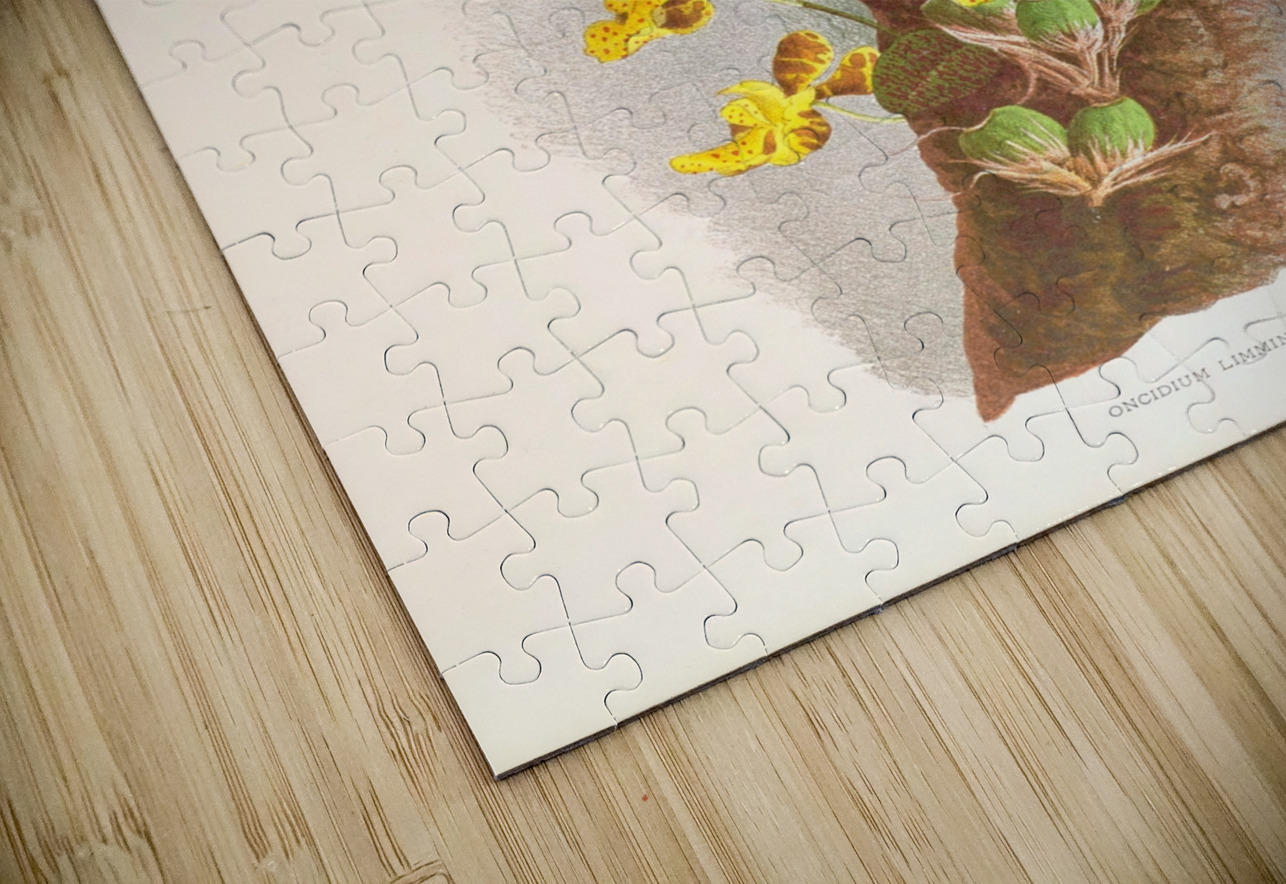 Oncidium Limminghei IStockHistory com Puzzle