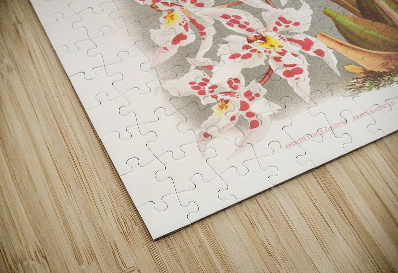 Odontoglossum alexandrae var cutsemianum IStockHistory com Puzzle