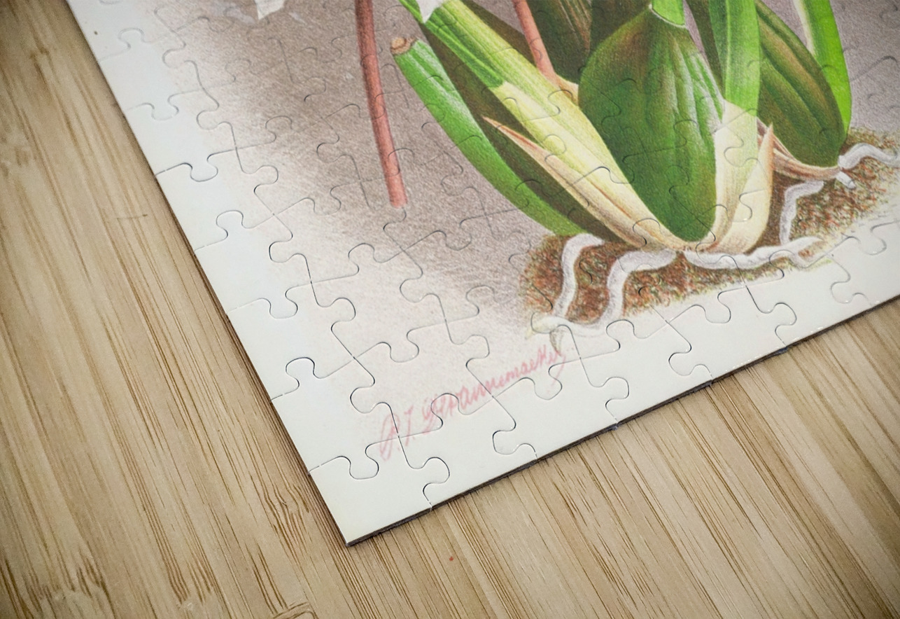 Odontoglossum alexandrae IStockHistory com Puzzle