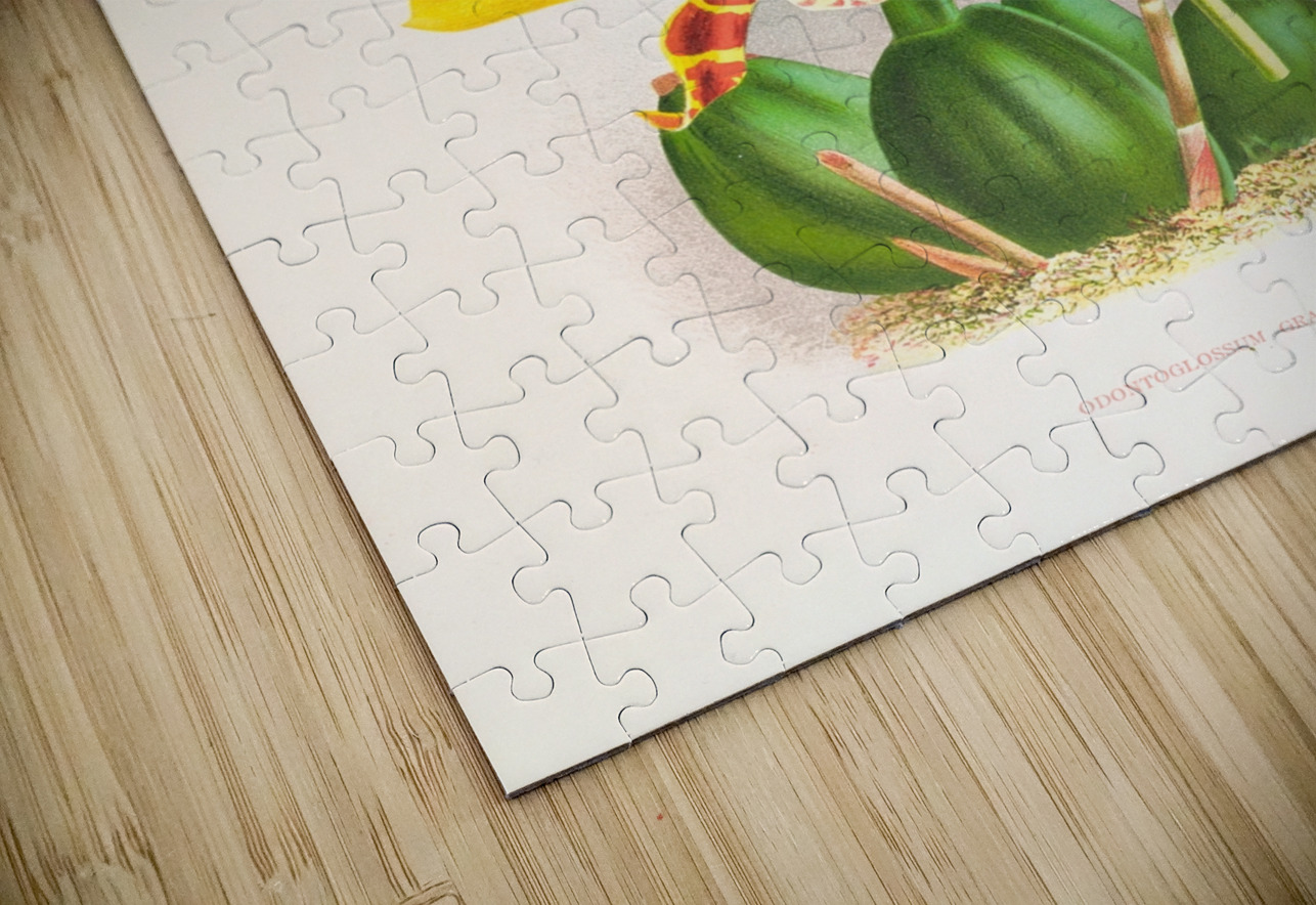 Odontoglossum grande IStockHistory com Puzzle