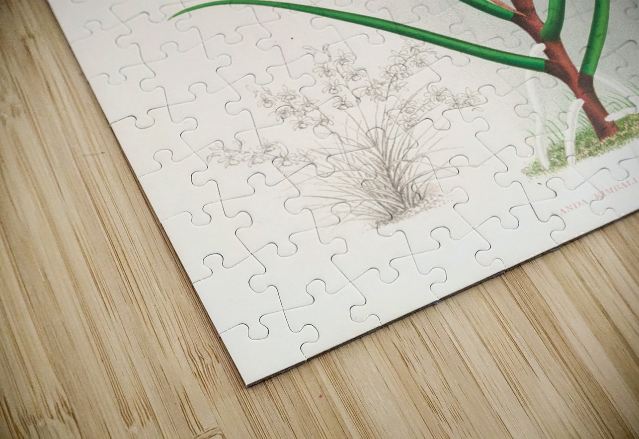 Vanda kimballiana IStockHistory com Puzzle