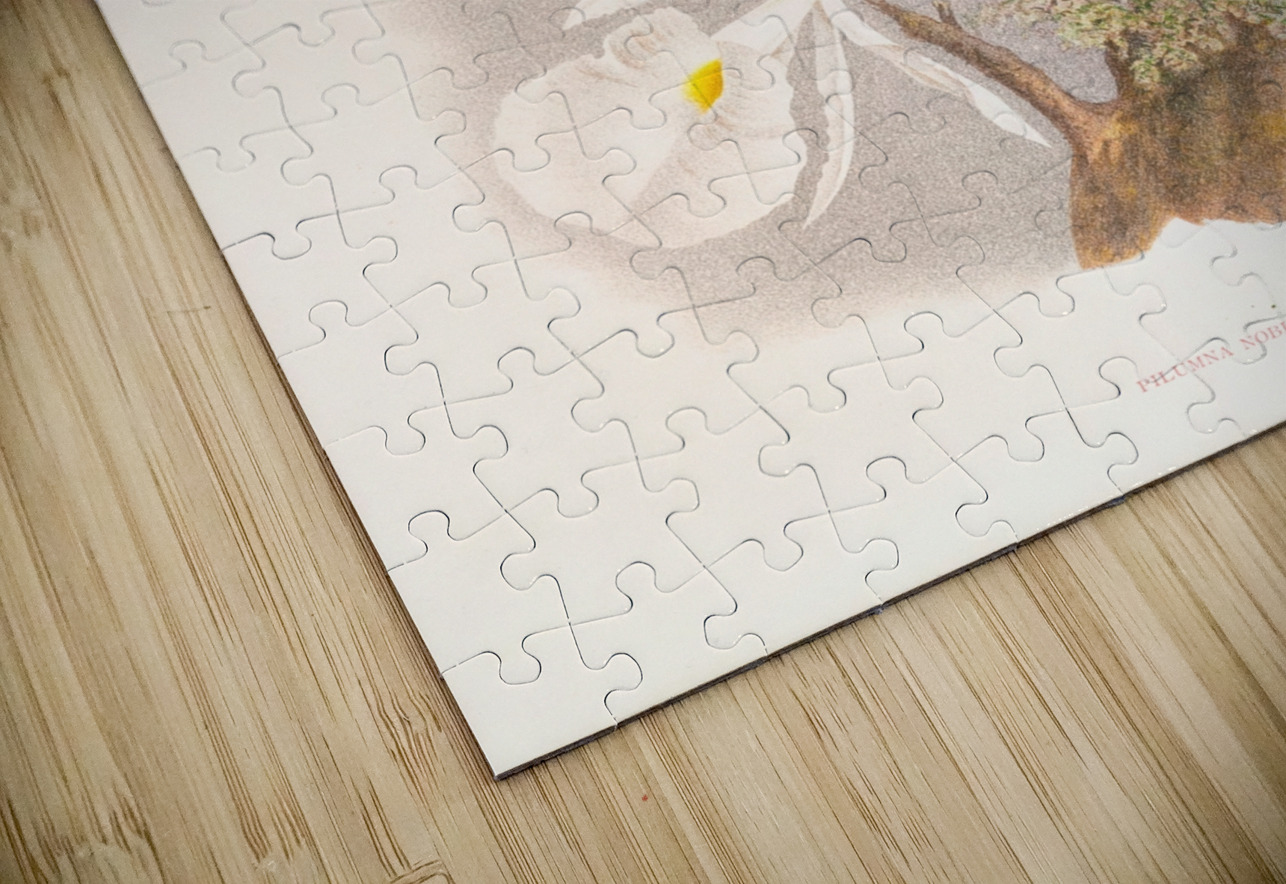 Pilumna nobilis IStockHistory com Puzzle