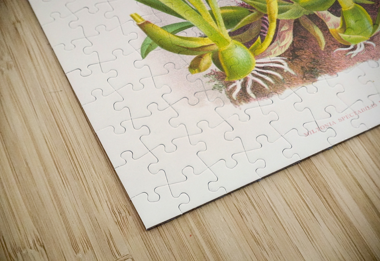 Miltonia spectabilis IStockHistory com Puzzle