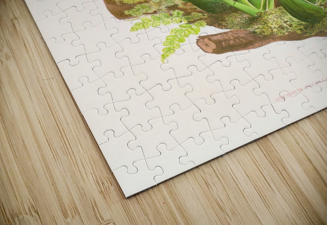 Oncidium cucullatum IStockHistory com Puzzle