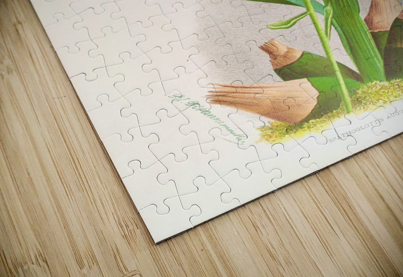 Spathoglottis Augustorum IStockHistory com Puzzle