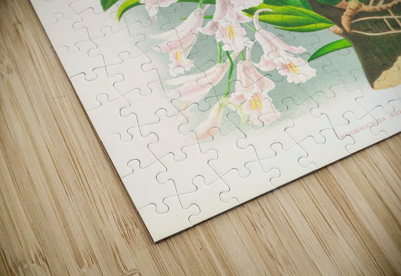 Rodriguezia refracta IStockHistory com Puzzle