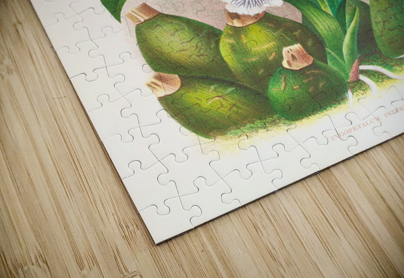 Zygopetalum intermedium IStockHistory com Puzzle