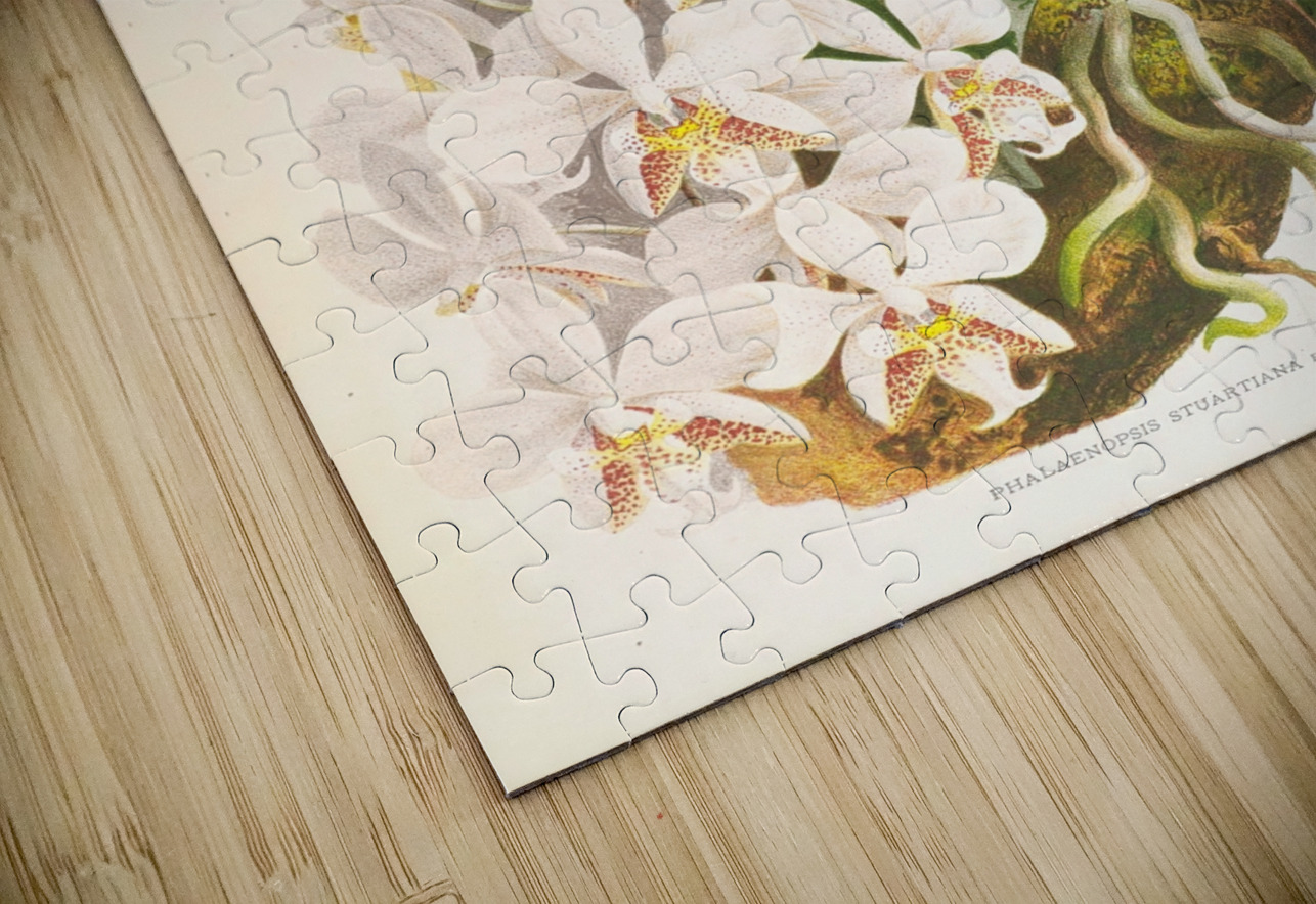 Phalaenopsis Stuartiana IStockHistory com Puzzle
