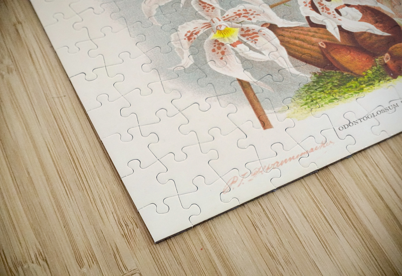 Odontoglossum Ruckerianum IStockHistory com Puzzle