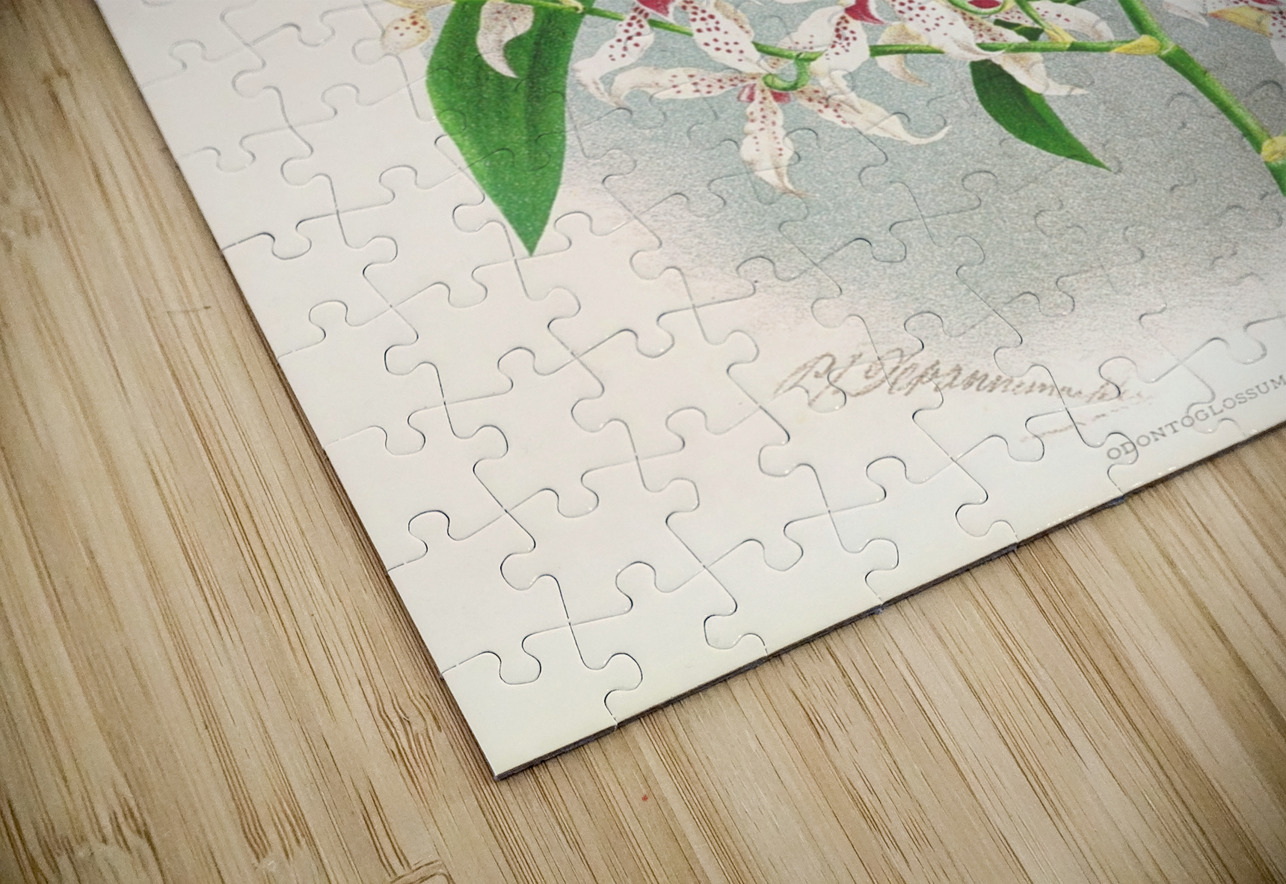 Odontoglossum ramosissimum IStockHistory com Puzzle