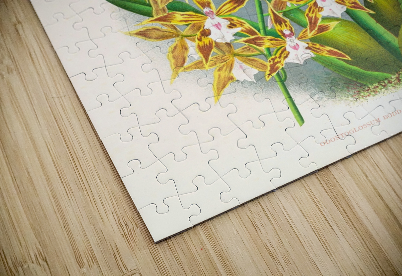 Odontoglossum boddaertianum IStockHistory com Puzzle