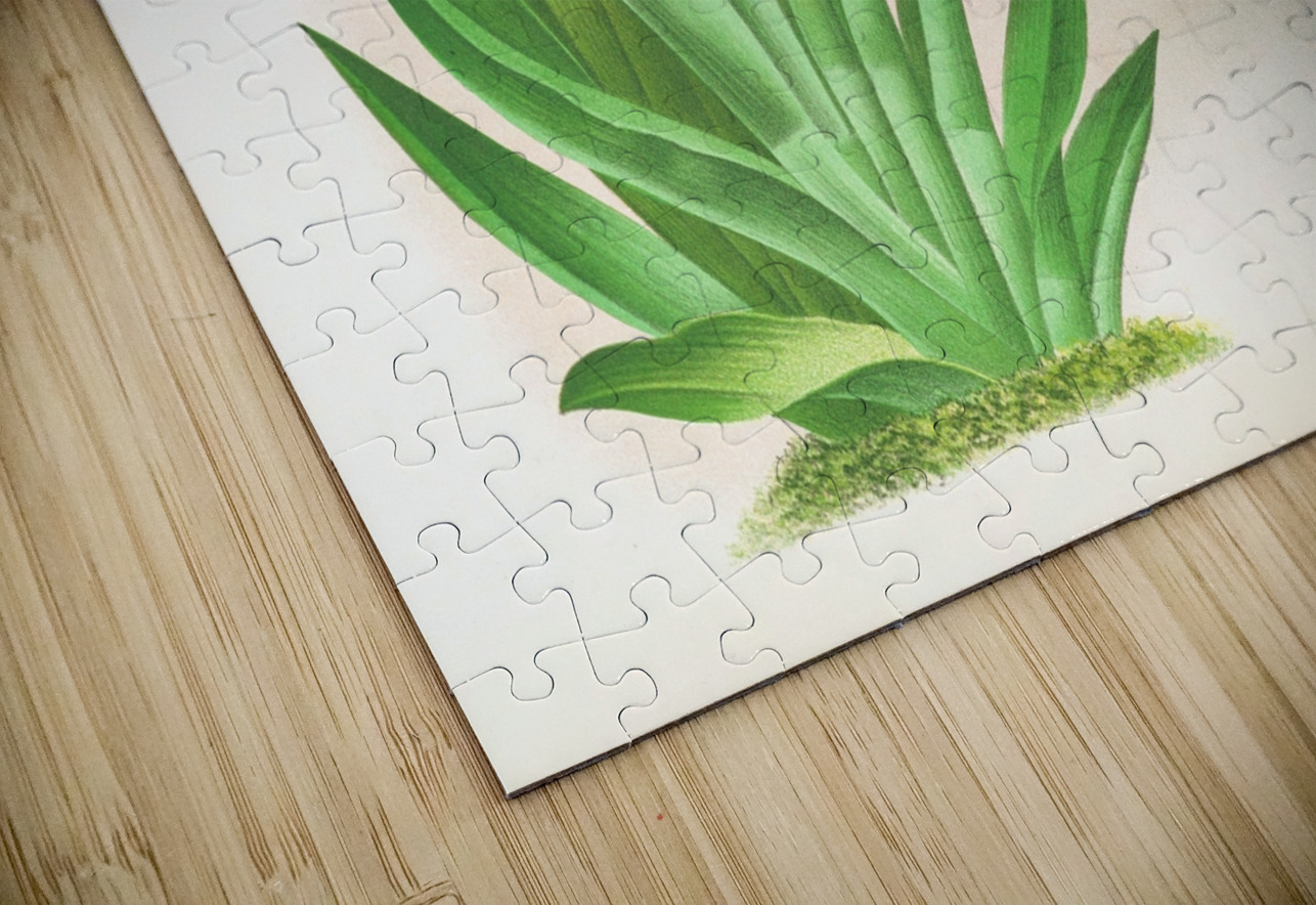 Miltonia vexillaria IStockHistory com Puzzle