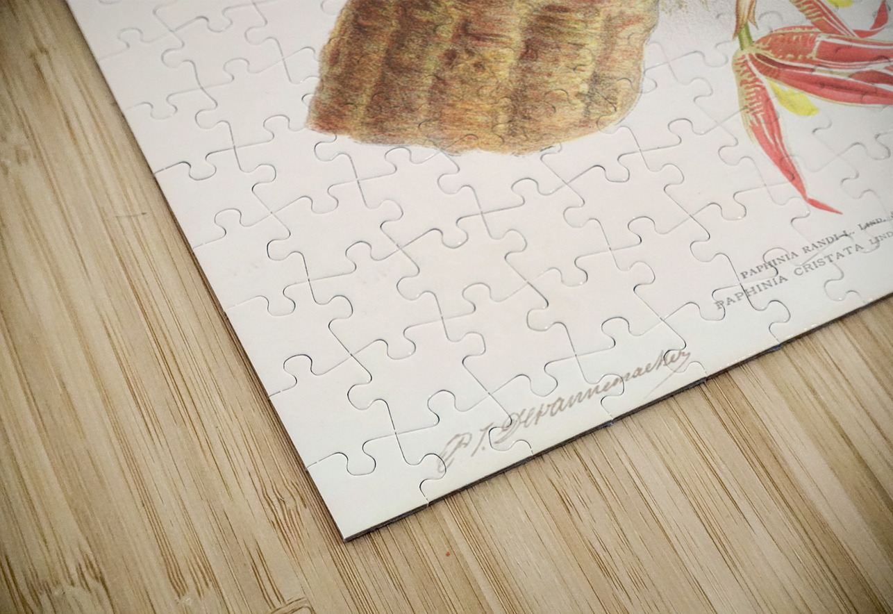 Paphinia Randi Paphinia Cristata IStockHistory com Puzzle