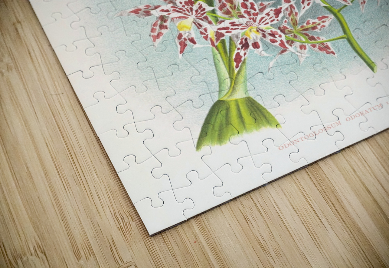 Odontoglossum odoratum var striatum IStockHistory com Puzzle