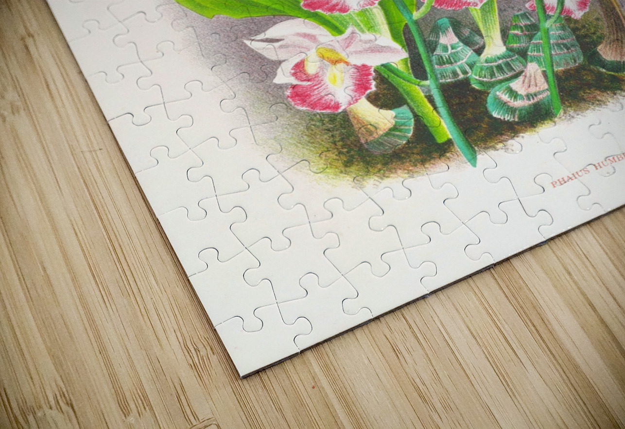 Phaius humbloti IStockHistory com Puzzle