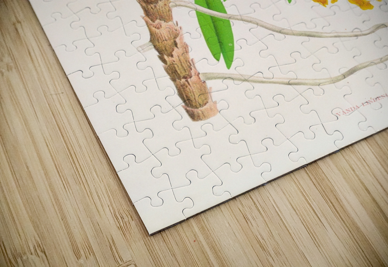 Vanda lindeni IStockHistory com Puzzle