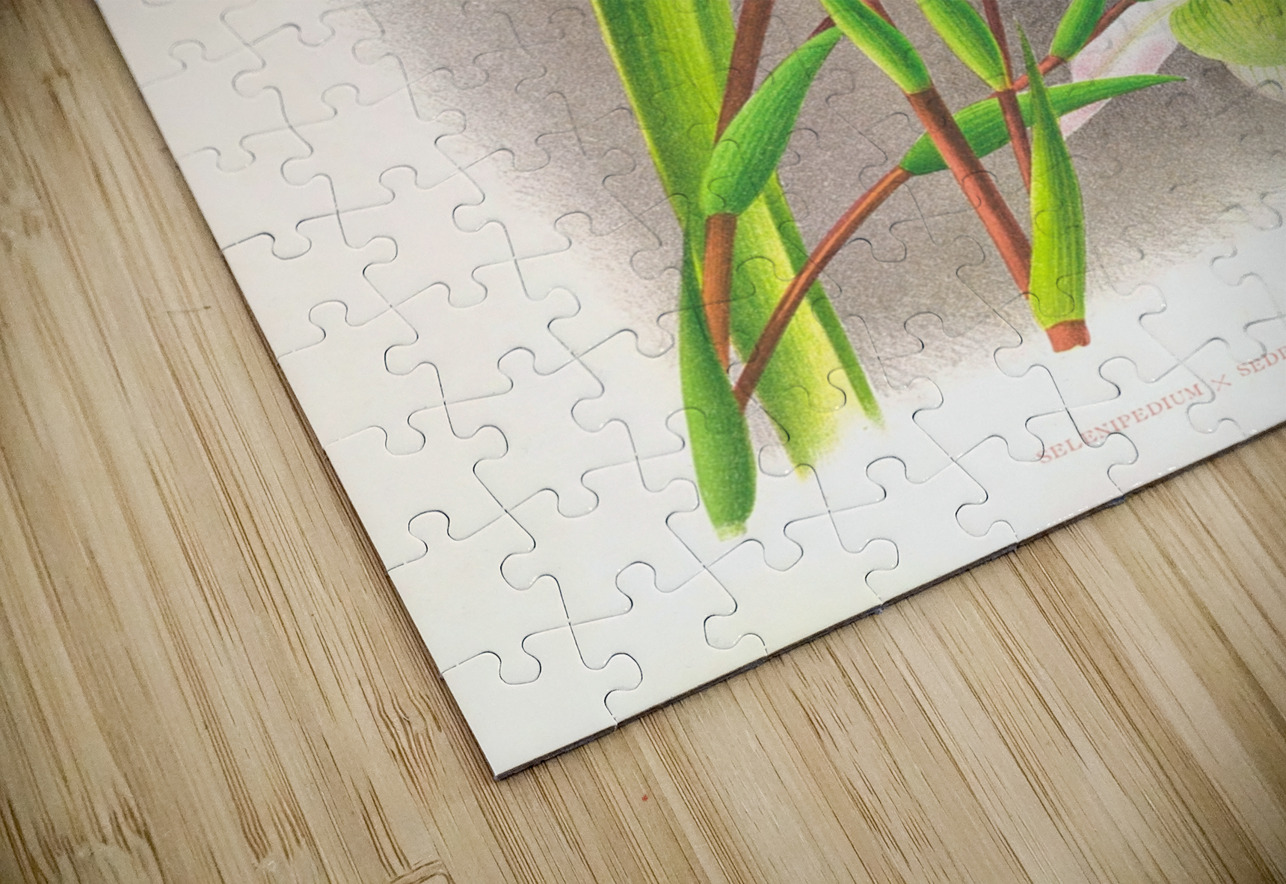 Selenipedium sedeni candidulum IStockHistory com Puzzle