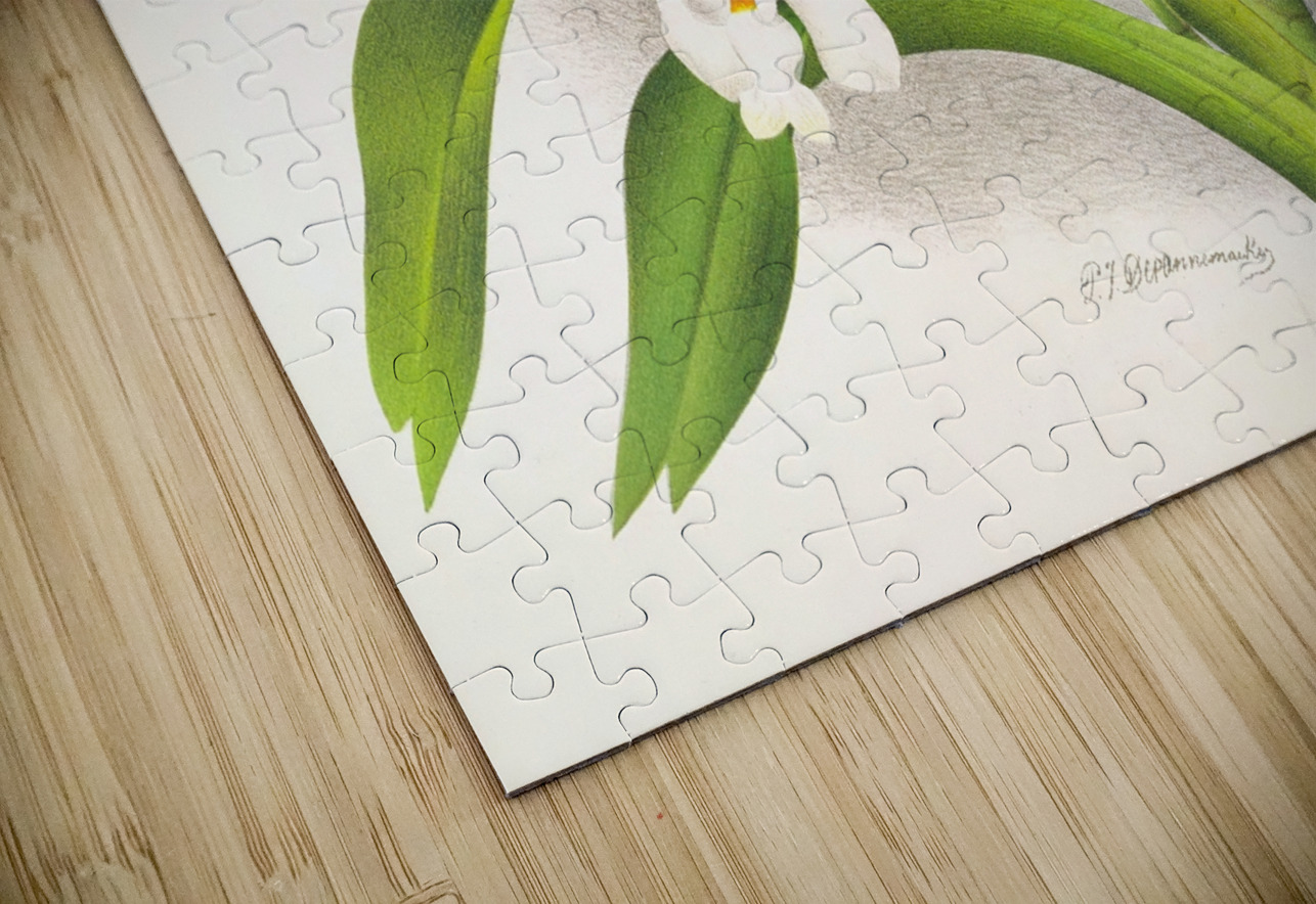 Vanda denisoniana IStockHistory com Puzzle