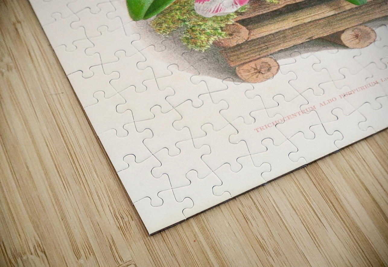 Trichocentrum albo purpureum IStockHistory com Puzzle