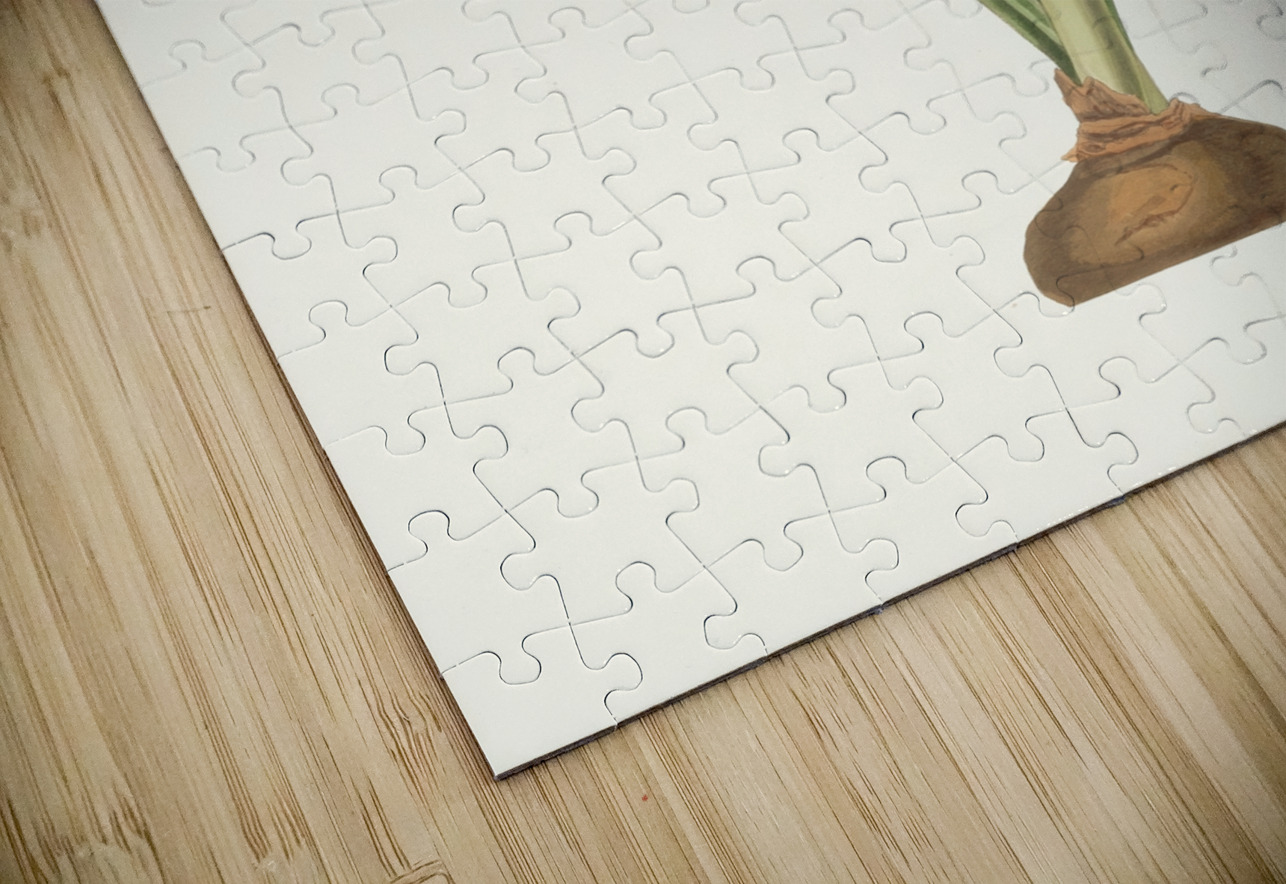 Amaryllis Equestris Major 1834 IStockHistory com Puzzle