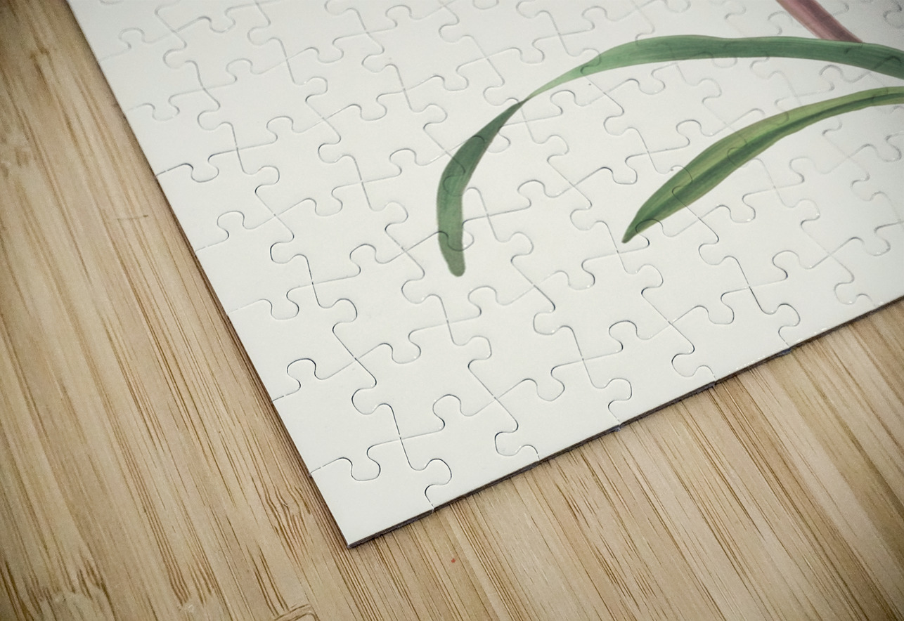 Amaryllis Belladonna 1834 IStockHistory com Puzzle