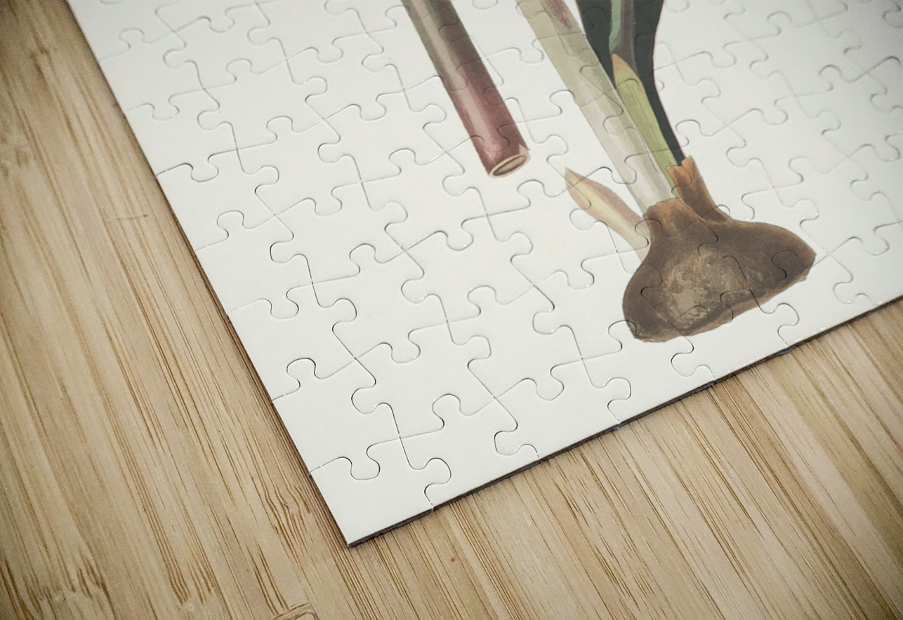 Amaryllis Correiensis. 1834 IStockHistory com Puzzle