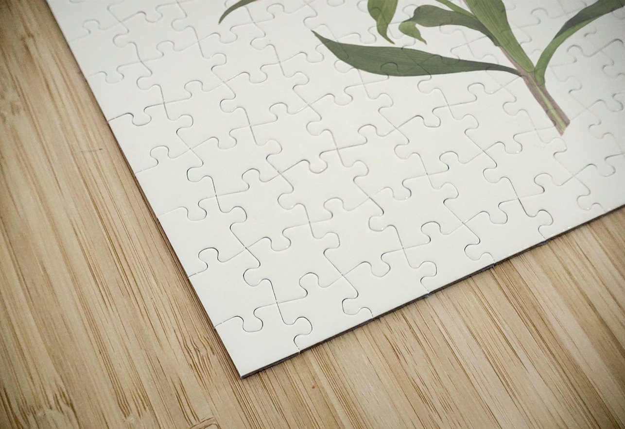 Lilium Japonicum. 1834 IStockHistory com Puzzle