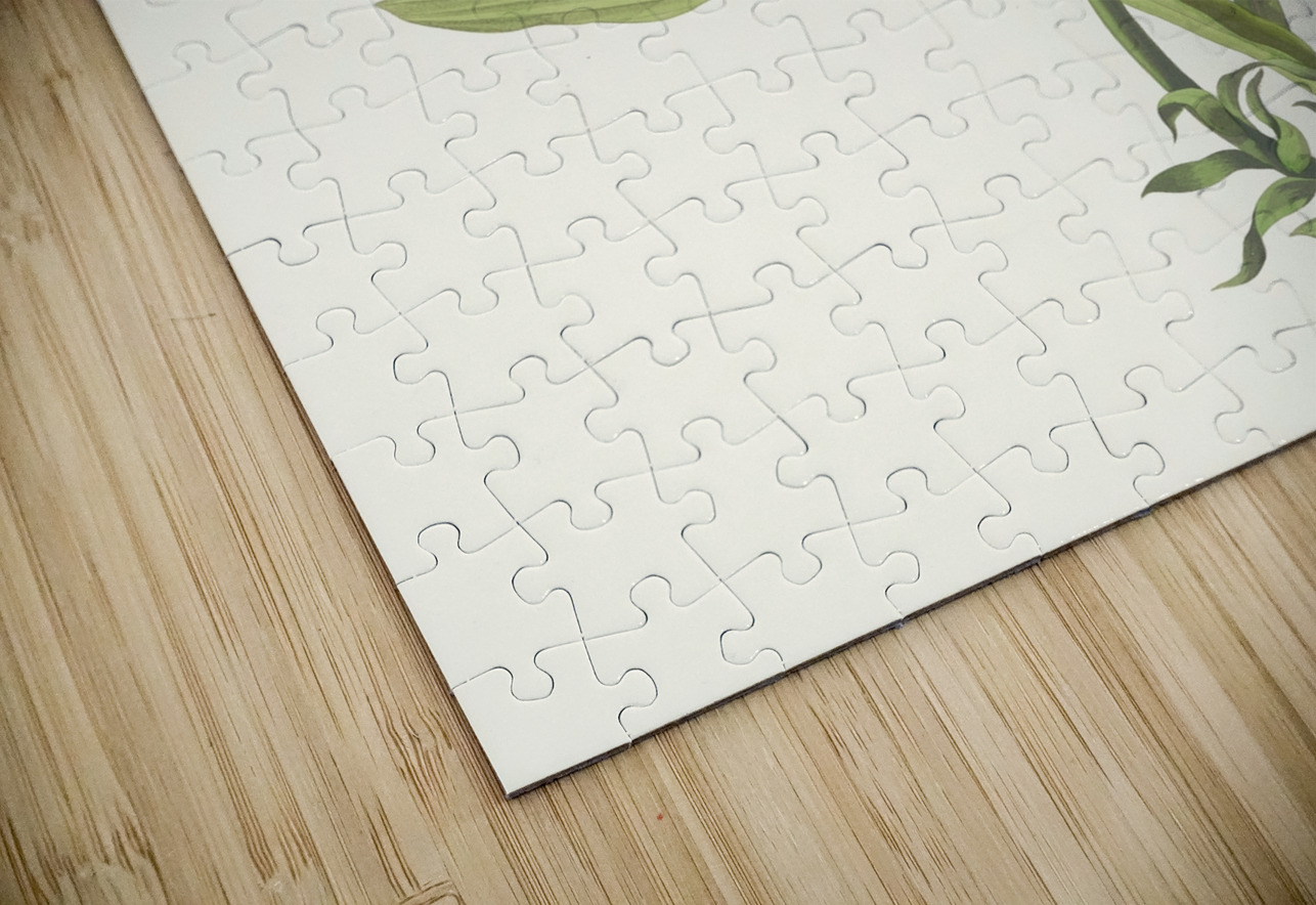 Lilium Candidum 1834 IStockHistory com Puzzle