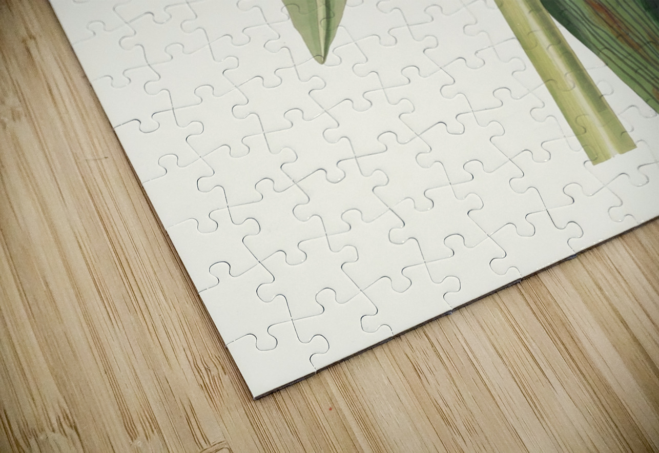 Crinum Declinatum 1834 IStockHistory com Puzzle