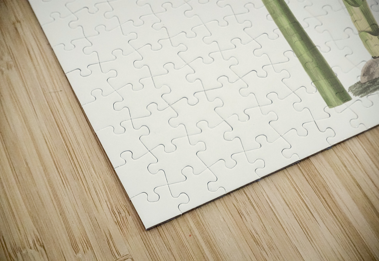 Pancratium Calathinum. 1834 IStockHistory com Puzzle