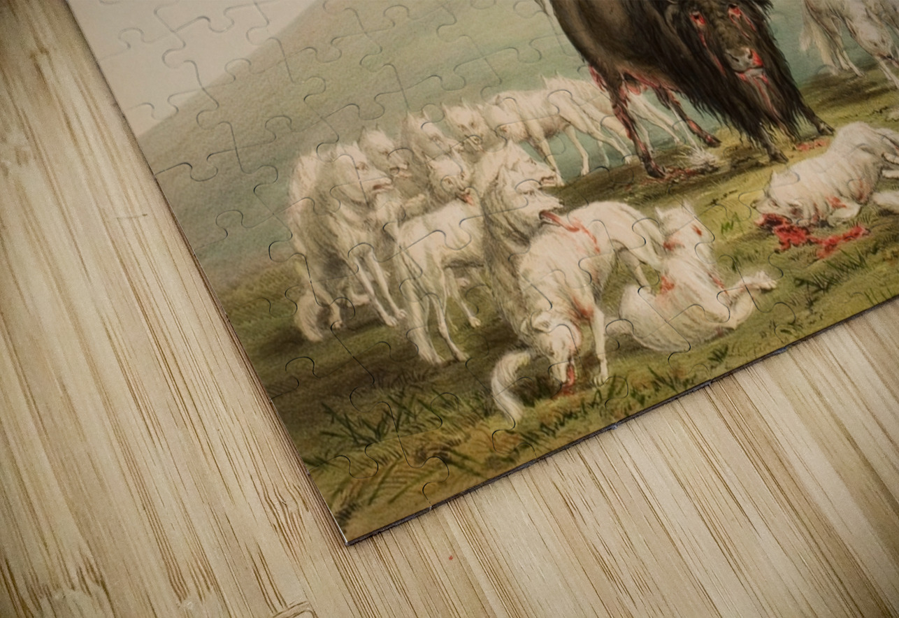 Buffalo Hunt White Wolves Attacking A Buffalo Bull 1844 IStockHistory com Puzzle