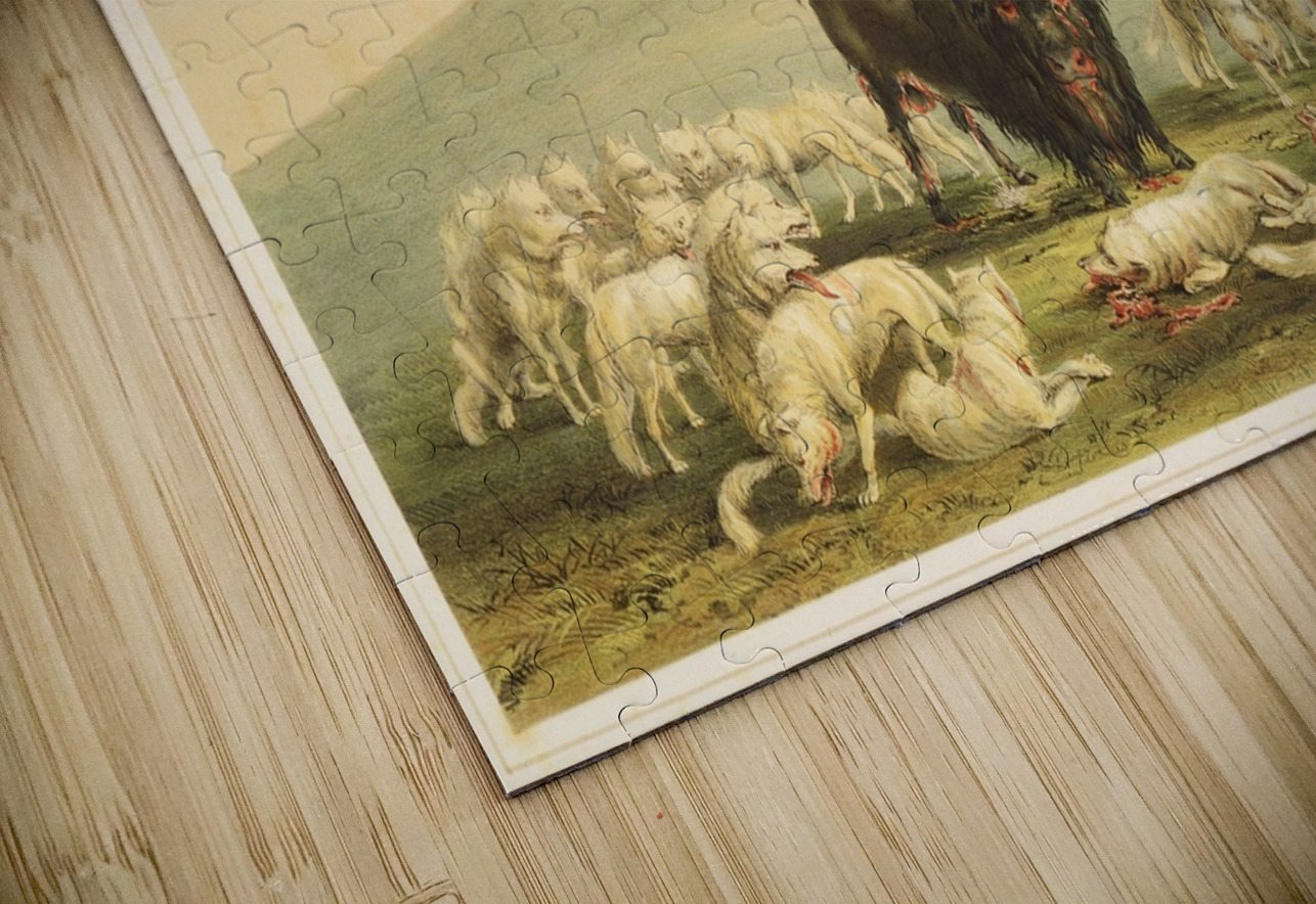 Buffalo Hunt White Wolves Attacking Buffalo Bull 1844  IStockHistory com Puzzle