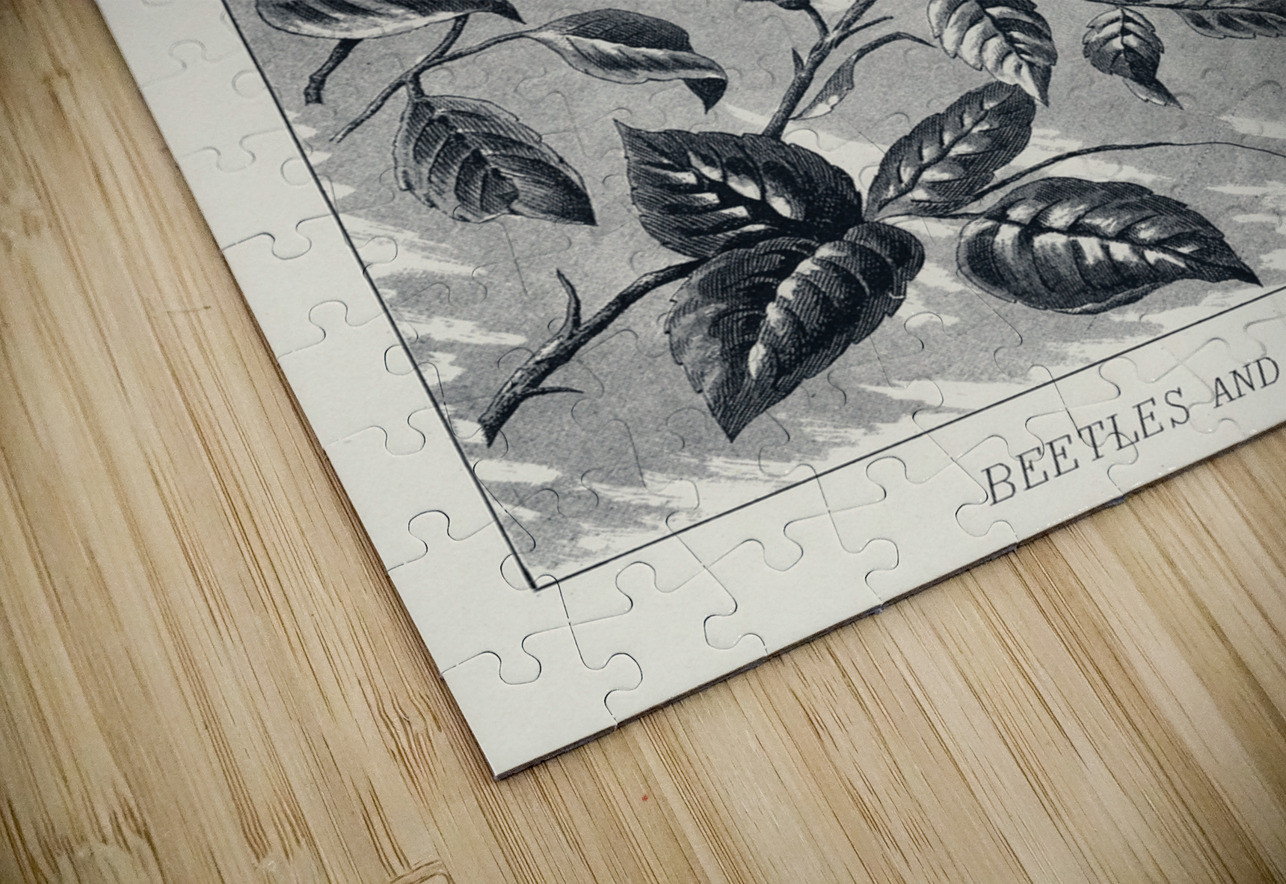 Trout Flies  IStockHistory com Puzzle