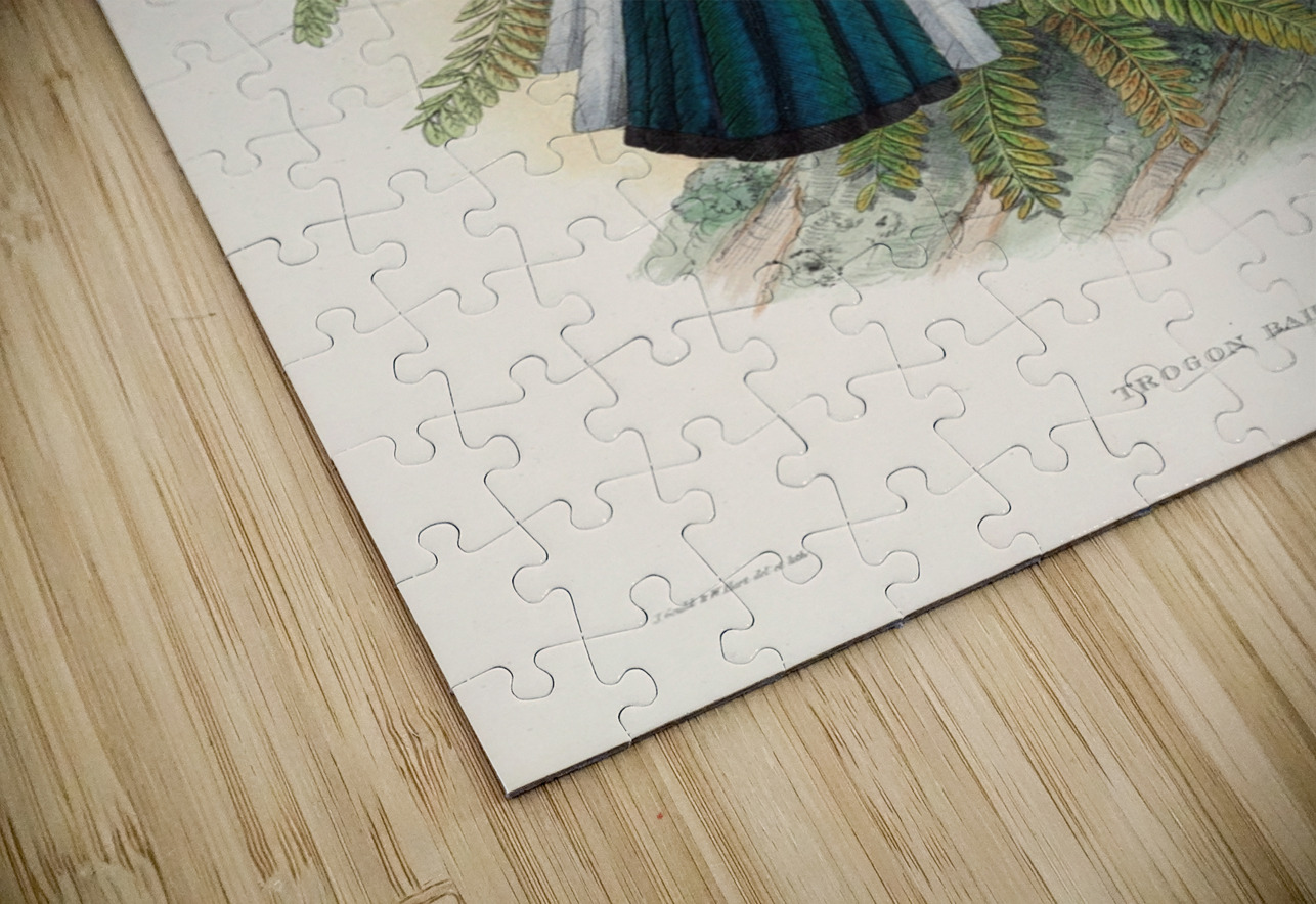 John Gould trogons 031 IStockHistory com Puzzle