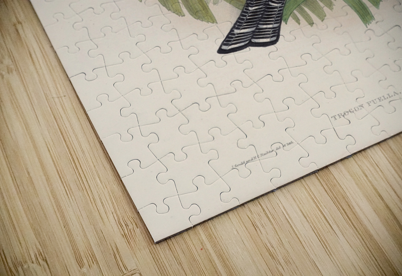 John Gould trogons 005 IStockHistory com Puzzle