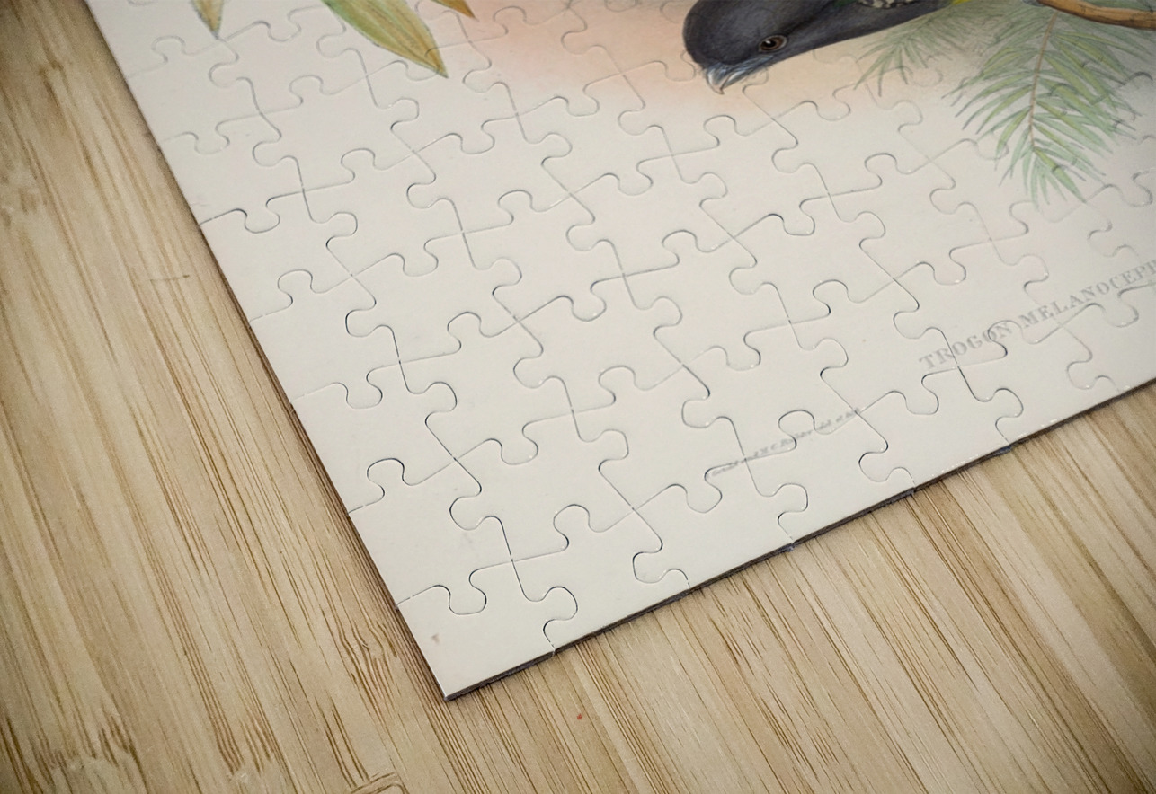 John Gould trogons 007 IStockHistory com Puzzle