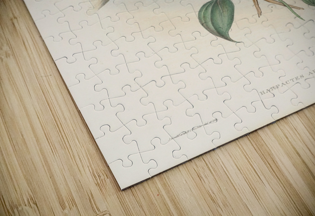 John Gould trogons 022 IStockHistory com Puzzle