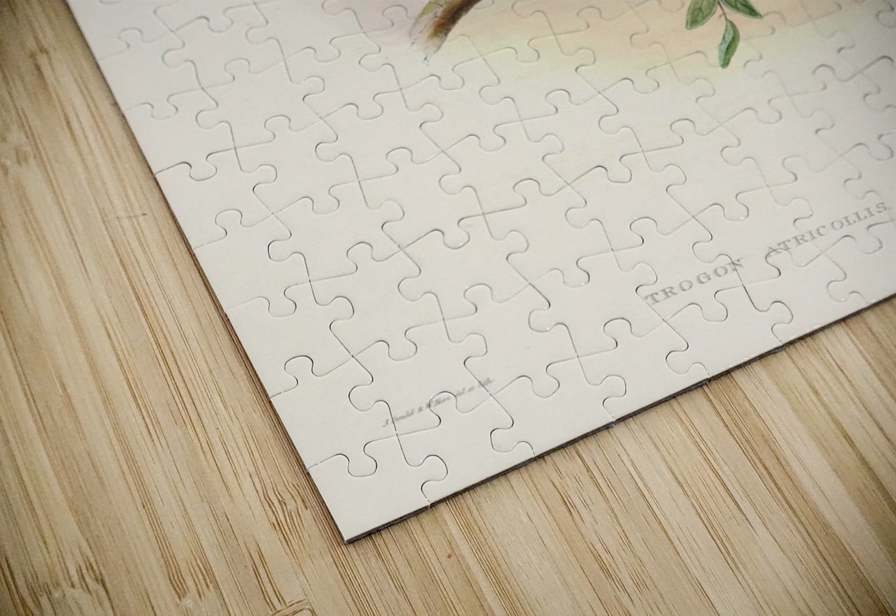 John Gould trogons 040 IStockHistory com Puzzle