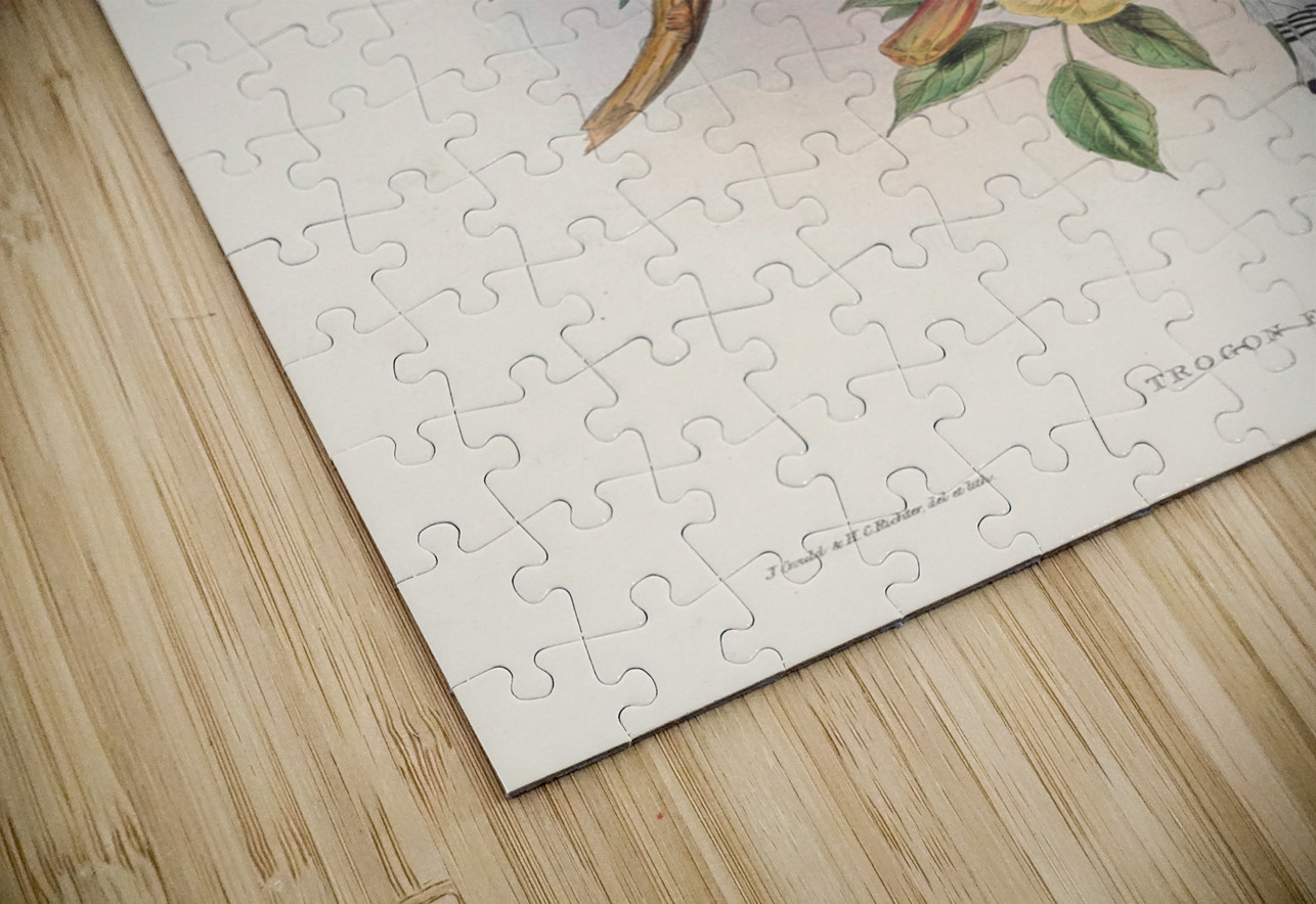 John Gould trogons 016 IStockHistory com Puzzle