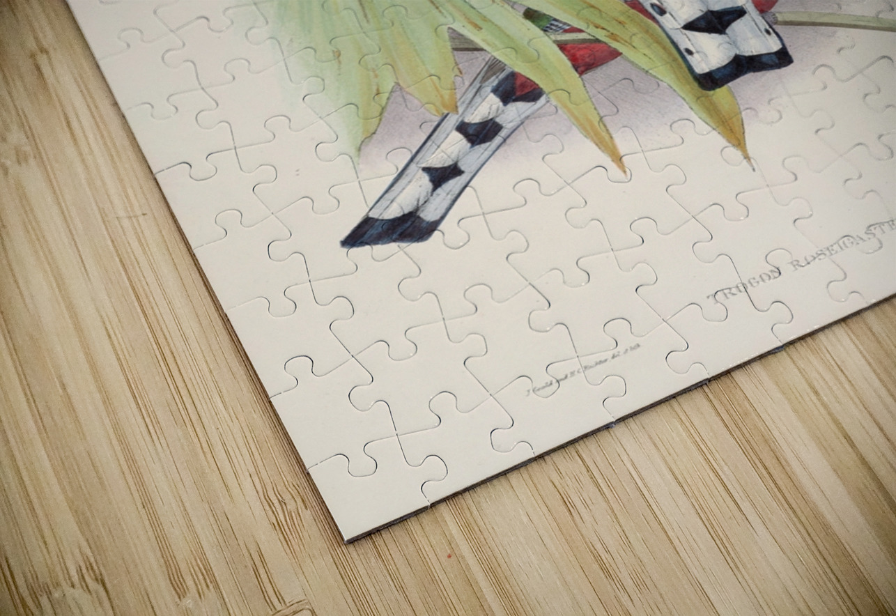 John Gould trogons 010 IStockHistory com Puzzle